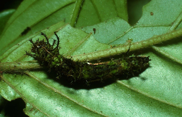 Fig. 1. Vista dorsal de larva de <i>Adelpha</i> basiloidesDHJ02 (Nymphalidae), en la planta hospedera <i>Bertiera bracteosa</i> (Rubiaceae). Voucher: 03-SRNP-21218-DHJ78544.jpg