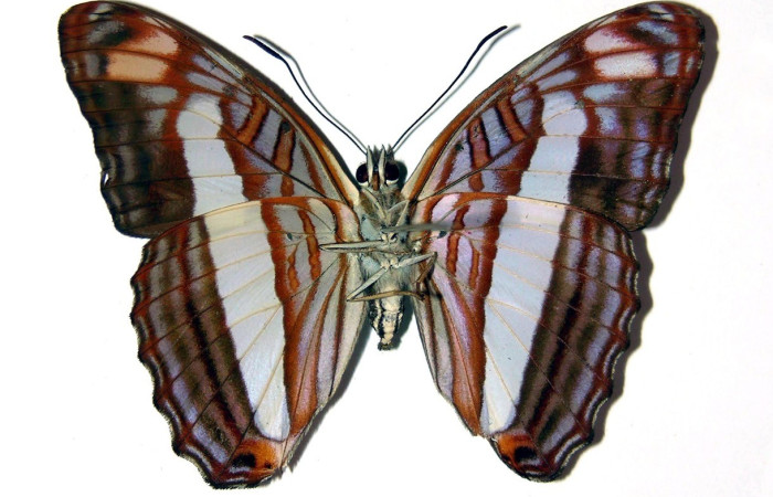 Fig. 20. Vista ventral de adulto macho de <i>Adelpha</i> basiloidesDHJ02 (Nymphalidae) Voucher: 03-SRNP-22499-DHJ98631.