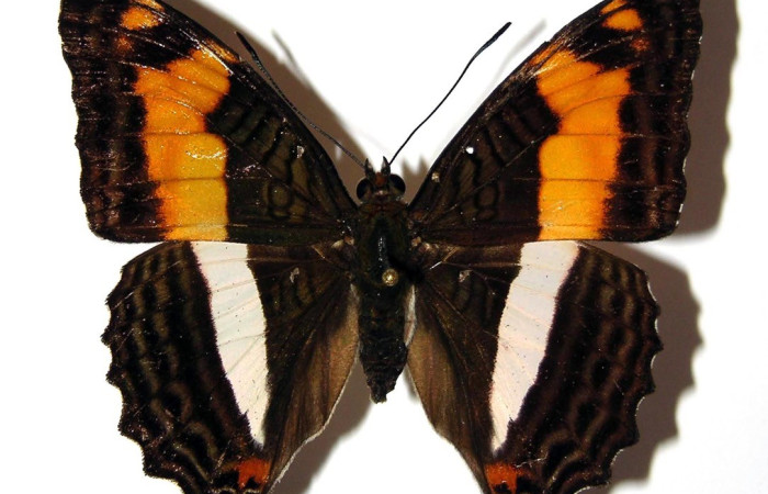 Fig. 23. Vista dorsal de adulto hembra de <i>Adelpha pseudaethalia</i> (Nymphalidae) .Voucher: 03-SRNP-31776-DHJ98570.
