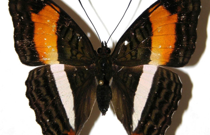 Fig. 24. Vista dorsal de adulto de <i>Adelpha lorzae</i> (Nymphalidae). Voucher: 04-SRNP-49964-DHJ307804.