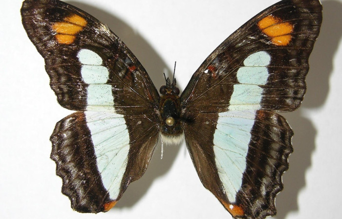 Fig. 25. Vista dorsal de adulto de <i>Adelpha celerio</i> (Nymphalidae) Voucher: 06-SRNP-65771-DHJ373696