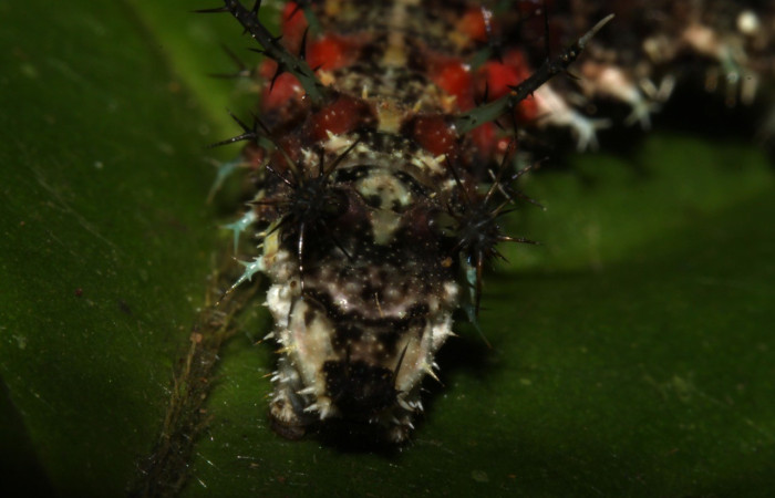 Fig. 7. Vista de la parte trasera de la larva <i>Adelpha</i> basiloidesDHJ02 (Nymphalidae), <i>Bertiera bracteosa</i> (Rubiaceae). Voucher: 13-SRNP-30398-DHJ700571.jpg    