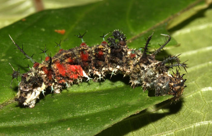 Fig. 6. Vista lateral de <i>Adelpha</i> basiloidesDHJ02 (Nymphalidae) aquí otra coloración mas vistosa en la planta hospedera según el Inventario de mariposas en ACG, <i>Bertiera bracteosa</i> (Rubiaceae).Voucher: 13-SRNP-30398-DHJ700572.jpg        