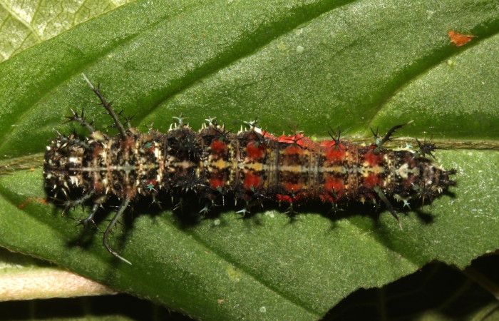 Fig. 8. Vista del dorsal entero de <i>Adelpha</i> basiloidesDHJ02 (Nymphalidae), esta género las larvas poseen scolios no urticantes, son solo para defensa. Voucher: 13-SRNP-30398-DHJ700576.jpg       