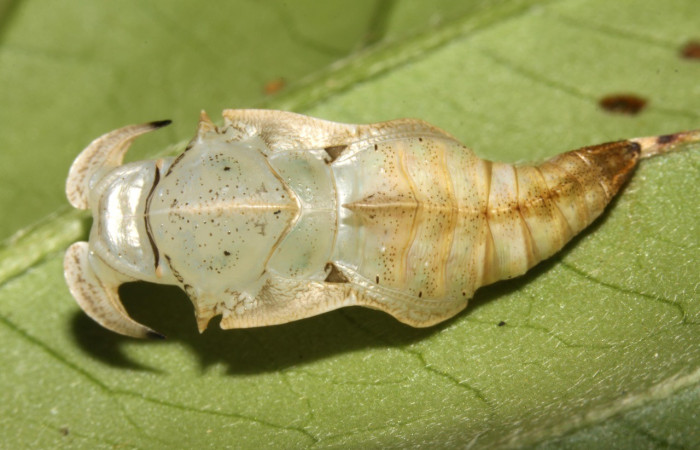 Fig. 16. Vista dorsal entero de la pupa de <i>Adelpha</i> basiloidesDHJ02 (Nymphalidae). Voucher: 13-SRNP-31428-DHJ701738.jpg       