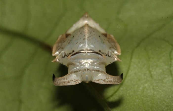 Fig. 17. Vista del frente de la pupa de <i>Adelpha</i> basiloidesDHJ02 (Nymphalidae). Voucher: 13-SRNP-31428-DHJ701739.jpg       
