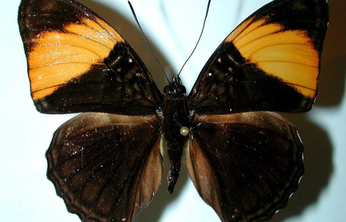 Fig. 26. Vista dorsal de adulto <i>Adelpha melanthe</i> (Nymphalidae) Voucher: 90-SRNP-2580-DHJ38976.