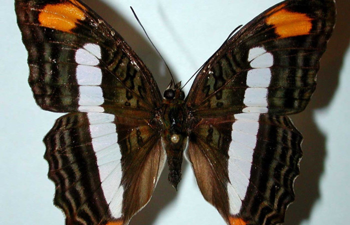 FIg. 21. Vista dorsal de adulto hembra de <i>Adelpha</i> basiloidesDHJ02 (Nymphalidae). Voucher: 91-SRNP-2685-DHJ38954.