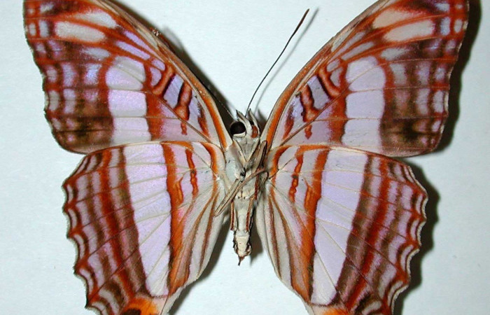 Fig. 22. Vista ventral de adulta de <i>Adelpha</i> basiloidesDHJ02 (Nymphalidae). Voucher: 91-SRNP-2685-DHJ38955