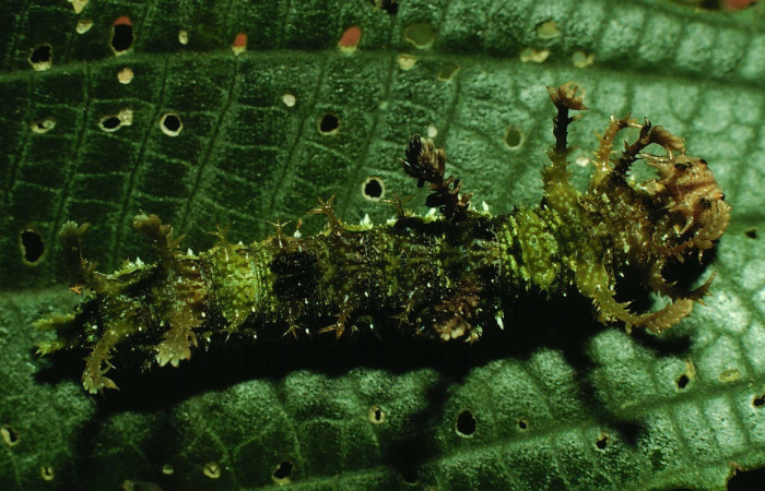 Fig. 9. Vista dorsal de la larva <i>Adelpha celerio</i> (Nymphalidae) de la subfamilia Heterocampinae alimentándose <i>Miconia xalapensis</i> (Melastomataceae).Voucher: 97-SRNP-6021-DHJ42961.jpg       