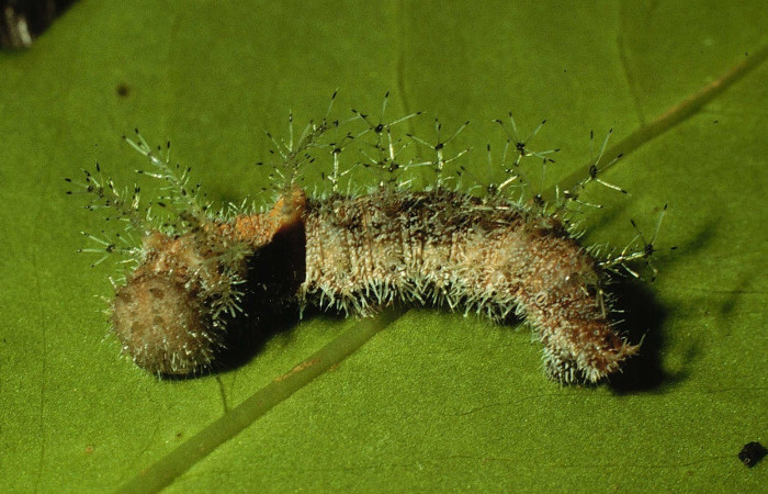 Fig. 10. Vista lateral entero de <i>Adelpha melanthe</i> (Nymphalidae), alimentándose <i>Trema micrantha</i> (Cannabaceae). Voucher: 98-SRNP-3389-DHJ44923.jpg       