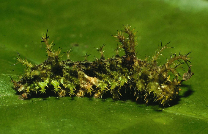 Fig. 11. Vista lateral entero de <i>Adelpha lorzae</i> (Nymphalidae), <i>Chimarrhis parviflora</i> (Rubiaceae). Voucher: 98-SRNP-4191-DHJ45107.jpg       