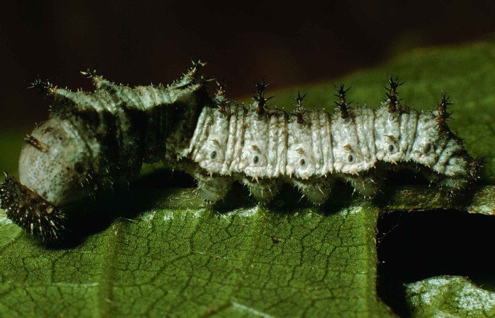 Fig. 12. Vista lateral entera de <i>Adelpha melanthe</i> (Nymphalidae), en la planta hospedera <i>Myriocarpa longipes</i> (Urticaceae).Esta especie se alimenta de diversas plantas de la familia (Urticaceae). Voucher: 98-SRNP-6668-DHJ46030.jpg       