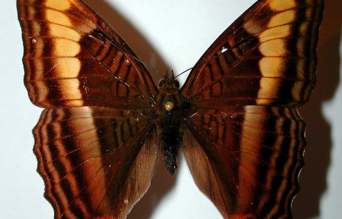 Fig. 27. Vista dorsal de adulto hembra de <i>Adelpha tracta</i> (Nymphalidae) Voucher: 99-SRNP-17204-DHJ38982.