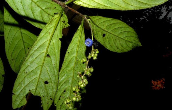 Fig. 31. Vista del envés de las hojas de la planta hospedera de <i>Adelpha</i> basiloidesDHJ02, <i>Bertiera bracteosa</i> (Rubiaceae). Foto tomada de la apps PlantNet.     