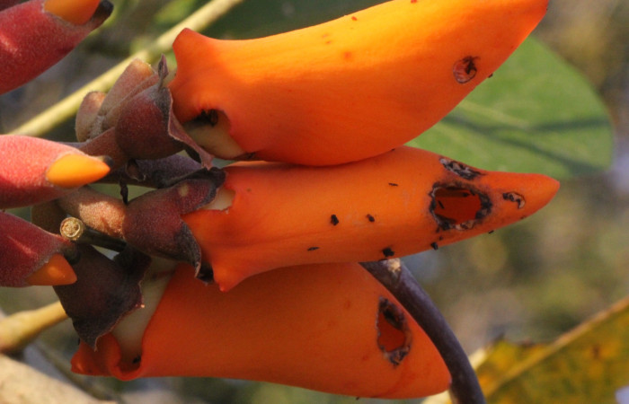 Figura. 10 Flores laterales, <i>Erythrina fusca</i>, (Fabaceae). Area de Conservación Guanacaste, Sector Rincón
Rain Forest, Selva. (elevación 410 metros), colectada el 22 marzo 2024 Foto, Jorge Hernández.
