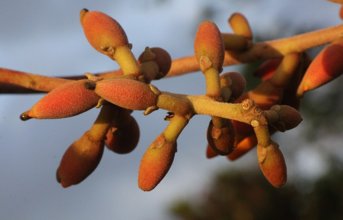 Figura. 11 Botones de flores, <i>Erythrina fusca</i>, (Fabaceae). Area de Conservación Guanacaste, Sector Rincón
Rain Forest, Selva. (elevación 410 metros), colectada el 22 marzo 2024 Foto, Jorge Hernández.