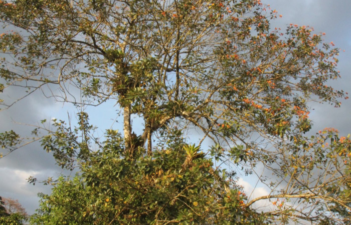 Figura. 1 Habitad, <i>Erythrina fusca</i>, (Fabaceae). Area de Conservación Guanacaste, Sector Rincón
Rain Forest, Selva. (elevación 410 metros), colectada el 22 marzo 2024 Foto, Jorge Hernández.

