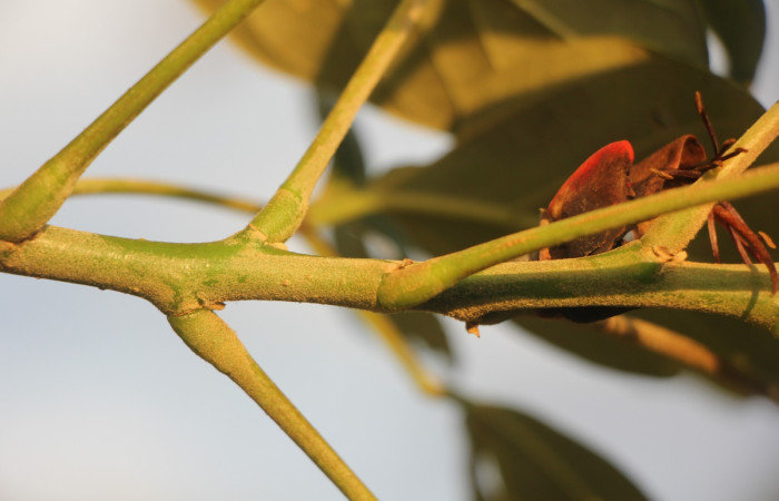 Figura. 3 Posición hojas, <i>Erythrina fusca</i>, (Fabaceae). Area de Conservación Guanacaste, Sector Rincón
Rain Forest, Selva. (elevación 410 metros), colectada el 22 marzo 2024 Foto, Jorge Hernández.