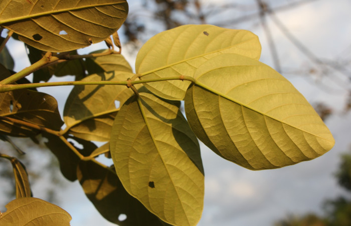 Figura. 5 Posición hojas envés, <i>Erythrina fusca</i>, (Fabaceae). Area de Conservación Guanacaste, Sector Rincón
Rain Forest, Selva. (elevación 410 metros), colectada el 22 marzo 2024 Foto, Jorge Hernández.