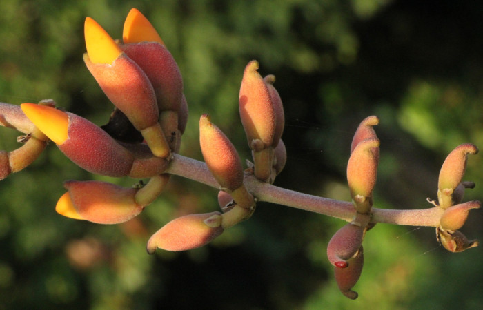 Figura. 8 Flores en espiga, <i>Erythrina fusca</i>, (Fabaceae). Area de Conservación Guanacaste, Sector Rincón
Rain Forest, Selva. (elevación 410 metros), colectada el 22 marzo 2024 Foto, Jorge Hernández.