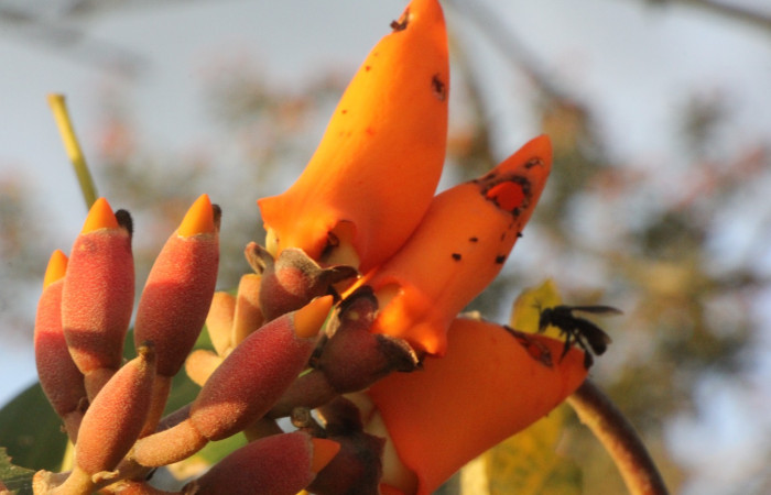 Figura. 9 Flores en espiga, <i>Erythrina fusca</i>, (Fabaceae). Area de Conservación Guanacaste, Sector Rincón
Rain Forest, Selva. (elevación 410 metros), colectada el 22 marzo 2024 Foto, Jorge Hernández.