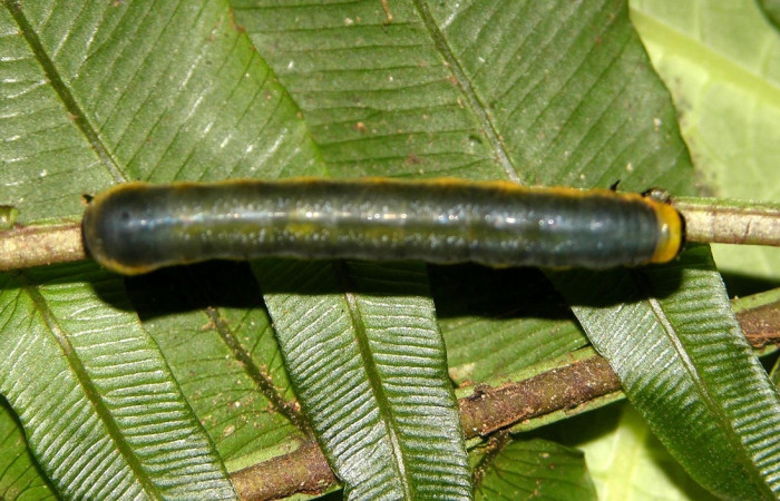 Figura 8. Larva de <i>Phuphena</i> cilixDHJ02 (Noctuidae)  vista dorsal. (04-SRNP-34398-DHJ401550)