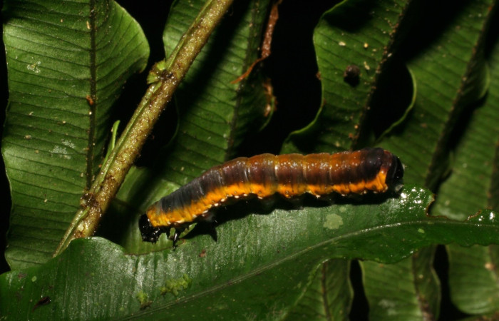 Figura 10. Larva de <i>Phuphena</i> cilixDHJ02 (Noctuidae)  vista lateral. (05-SRNP-33228-DHJ405696)