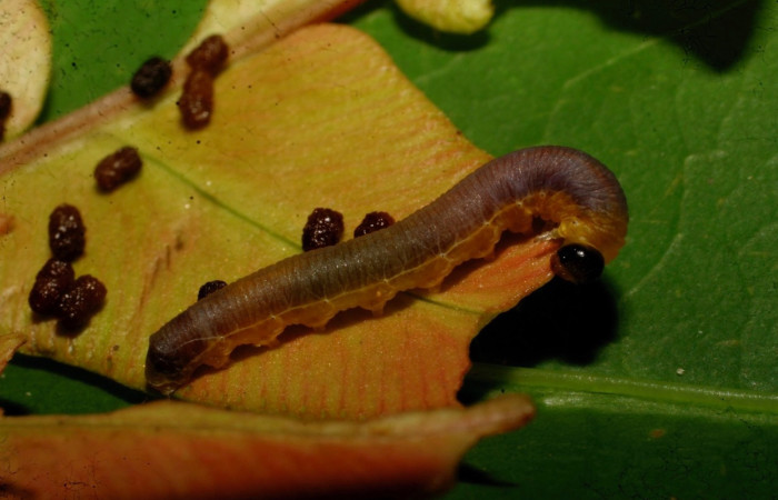 Figura 6.  Larva de <i>Phuphena</i> cilixDHJ02 (Noctuidae)  vista dorsal. (09-SRNP-21478-DHJ466078)