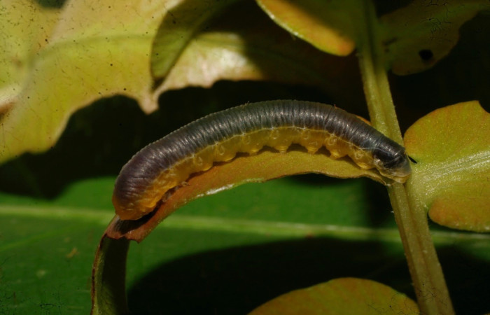 Figura 5. Larva de <i>Phuphena</i> cilixDHJ02  (Noctuidae)  vista lateral. (09-SRNP-21479-DHJ466084)