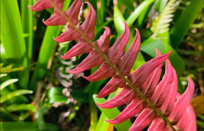 Figura 11 planta hospedera <i>Blechnum occidentale</i>, (Blechnaceae), es la planta preferida de la que se alimenta <i>Phuphena</i> cilixDHJ02 tomada de planet Net.