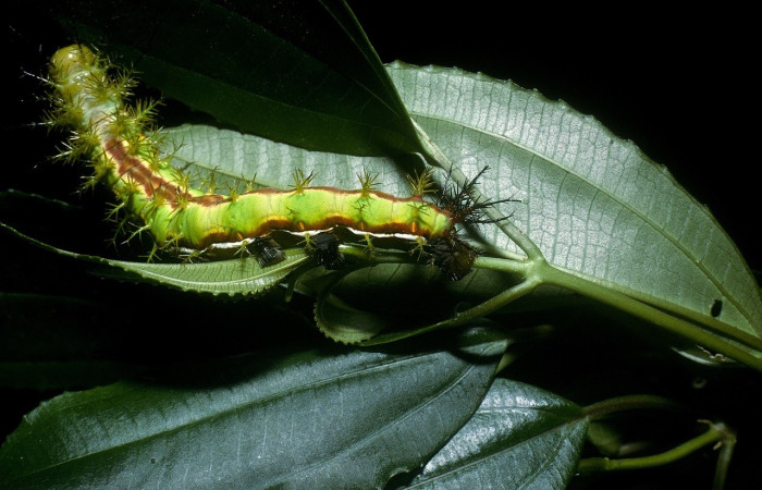 Fig. 11 Larva <i>Dirphia horcana</i> (Saturniidae), mide 78mm. Sendero Cima, Sector Cacao, 1460m. 04-SRNP-35891-DHJ86886.jpeg.