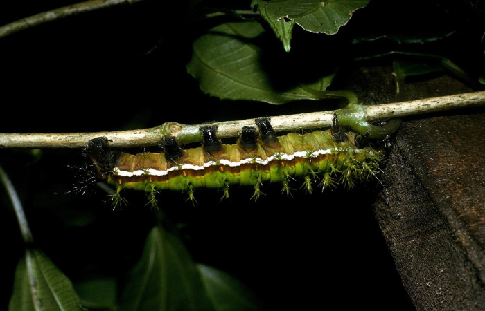 En la (Fig. 13) se observa nuevamente la región torácica de Dirphia horcana en vista lateral, destacándose las propatas de color negro, un carácter diagnóstico importante.