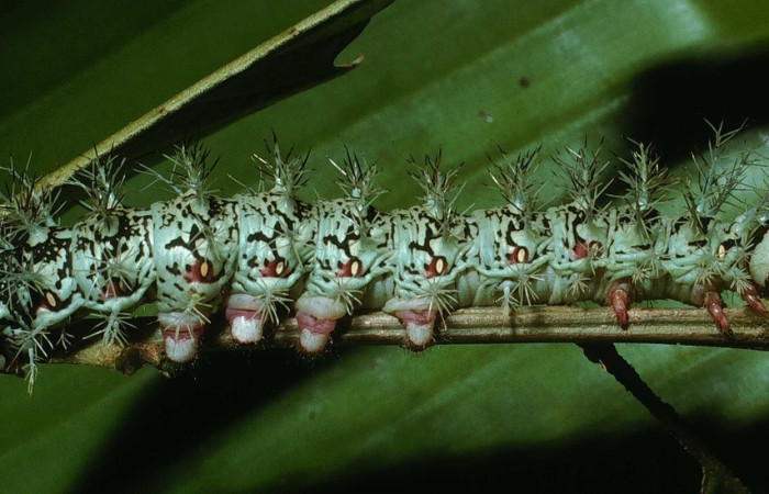 Fig. 14 Larva <i>Dirphia avirosensis</i> (Saturniidae), Sendero Cima, Sector Santa Rosa, 675m. 03- SRNP-30692-DHJ80842.jpg 