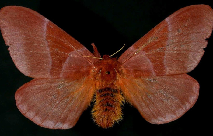 Fig. 16 Adulto <i>Dirphia avirosensis</i> (Saturniidae), Sendero Cima, Sector Santa Rosa, 675m. 96- SRNP-8742-DHJ31180. 