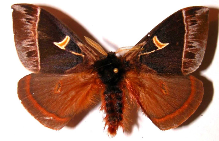 Fig. 17 Adulto <i>Dirphia horcana</i> (Saturniidae), mide 64m; Sendero Cima, Sector Santa Rosa, 675m. 98-SRNP-3824-DHJ36144. 