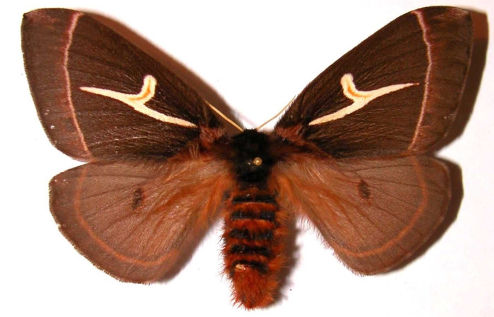 Fig. 1 Adulto <i>Dirphia horcana</i> (Saturniidae), vista dorsal, hembra; mide 82mm. Sendero Cima, Sector Cacao, 1460m. 97-SRNP-1977-DHJ36142. 