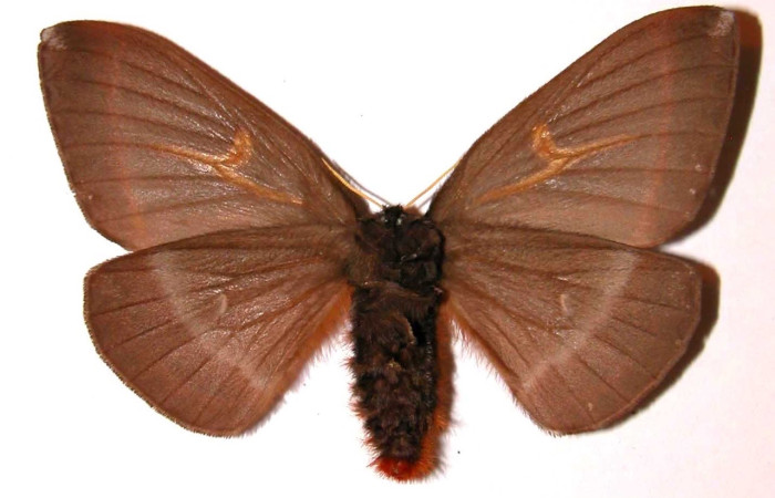 Fig. 2 Adulto <i>Dirphia horcana</i> (Saturniidae), vista dorsal, hembra; mide 82mm. Sendero Cima, Sector Cacao, 1460m. 97-SRNP-1977-DHJ36143. 