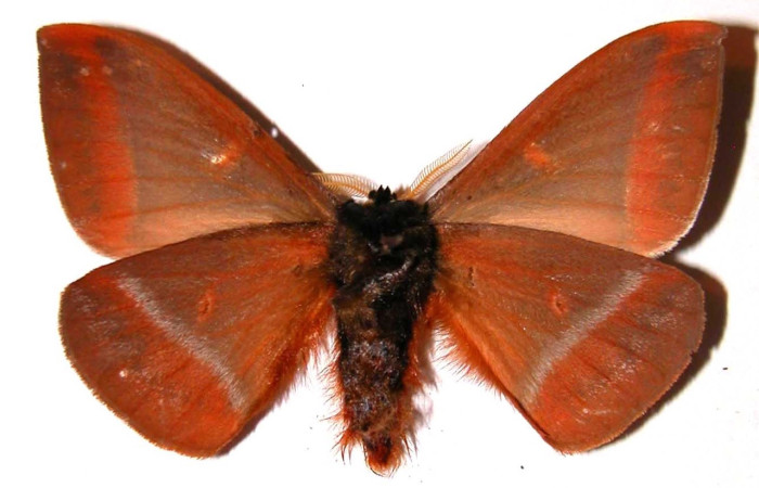 Fig. 4 Adulto <i>Dirphia horcana</i> (Saturniidae), vista dorsal, hembra; mide 82mm. Sendero Cima, Sector Cacao, 1460m. 98-SRNP-3824-DHJ36144. 