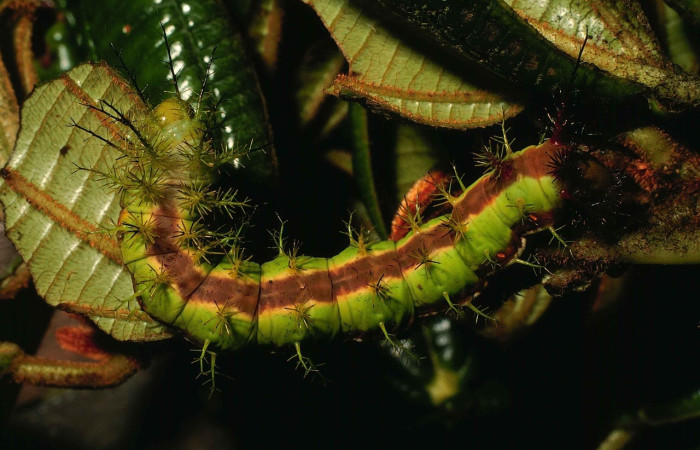 Fig. 5 Larva <i>Dirphia horcana</i> (Saturniidae), mide 78mm. Sendero Cima, Sector Cacao, 1460m. 99-SRNP-1744-DHJ50625.jpg 