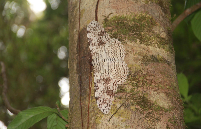 Fig. 3. Camuflaje perfecto de <i>Thysania agrippina</i> (Erebidae), posado sobre el tronco de un árbol. Voucher: 20-SRNP-21164-DHJ773535.jpg