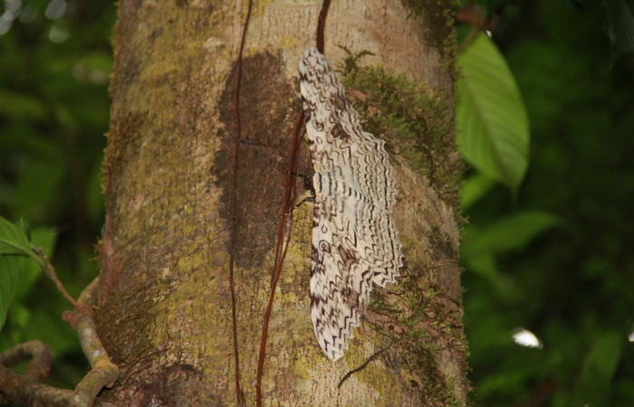 Fig. 4. <i>Thysania agrippina</i> (Erebidae), posada sobre el tronco del árbol, donde se camufla de los depredadores y descansa durante el día, para activarse en la noche. Voucher: 20-SRNP-21164-DHJ773536.jpg