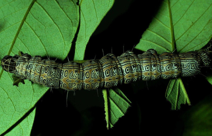 Fig. 5. Larva de <i>Thysania zenobia</i> (Erebidae), vista dorsal; se encuentra en la planta hospedera <i>Senna atomaria</i> (Fabaceae). Esta larva mide 68 mm y se encuentra en el último estadio. Voucher: 86-SRNP-101-DHJ9574.jpg.