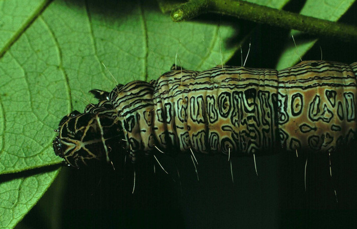 Fig. 6. Vista dorsal del tórax de la larva de <i>Thysania zenobia</i> (Erebidae). En esta imagen se notan los pelitos distribuidos en todo el cuerpo de la larva, con una coloración poco llamativa para los depredadores. Voucher: 86-SRNP-101-DHJ9576.jpg.       