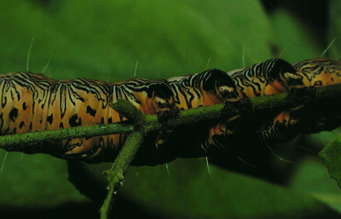 Fig. 7. Vista ventral de <i>Thysania zenobia</i> (Erebidae); se observan las propatas abdominales, las cuales son temporales, carnosas y le ayudan a sujetarse. Voucher: 86-SRNP-101-DHJ9580.jpg.       