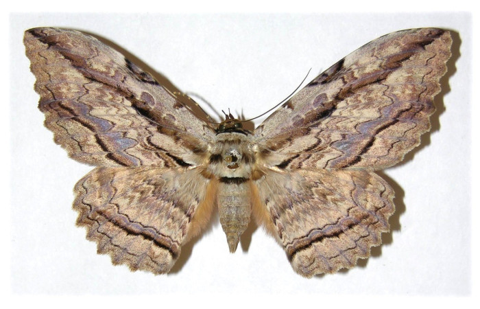 Fig. 14. Vista dorsal de adulto macho de <i>Thysania zenobia</i> (Erebidae). Voucher: 94-SRNP-8594-DHJ313640.