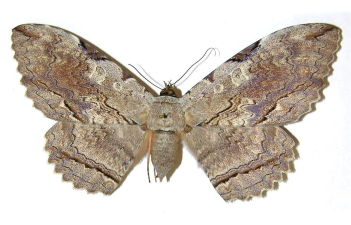 Fig. 16. Vista dorsal de adulto hembra de <i>Thysania zenobia</i> (Erebidae). Voucher: 95-SRNP-8810-DHJ313628.