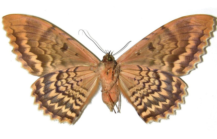 Fig. 17. Vista ventral de adulto hembra de <i>Thysania zenobia</i> (Erebidae). Voucher: 95-SRNP-8810-DHJ313629.       