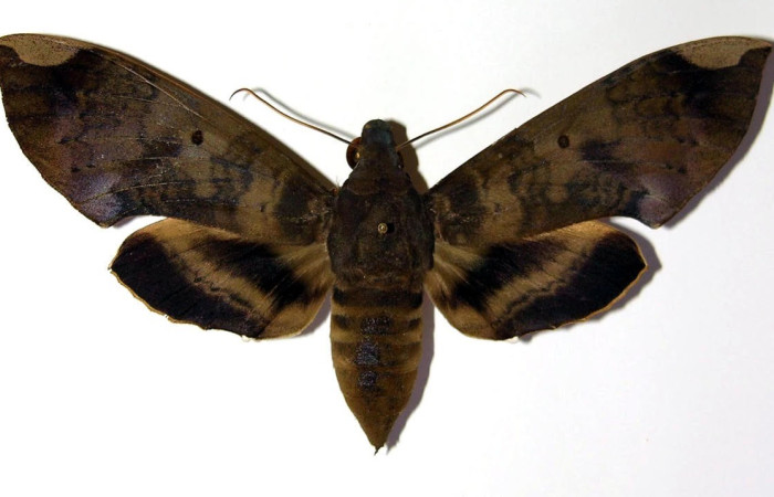 Figura 15. Adulto <i>Pachylia</i> ficusDHJ02 (Sphingidae), posición dorsal. Área de Conservación Guanacaste, Sector Santa Rosa. 01-SRNP-1382-DHJ96188.