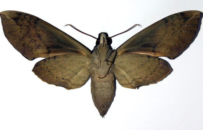Figura 16. Adulto <i>Pachylia</i> ficusDHJ02 (Sphingidae), posición dorsal. Área de Conservación Guanacaste, Sector Santa Rosa. 01-SRNP-1382-DHJ96189.